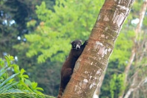 Parque Nacional del Corcovado- Estación Sirena/San Pedrillo - 1 Día