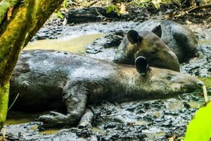 Parque Nacional del Corcovado- Estación Sirena/San Pedrillo - 1 Día
