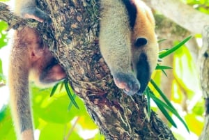 Parque Nacional del Corcovado- Estación Sirena/San Pedrillo - 1 Día