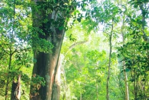 Parque Nacional del Corcovado- Estación Sirena/San Pedrillo - 1 Día