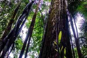 Parque Nacional del Corcovado- Estación Sirena/San Pedrillo - 1 Día