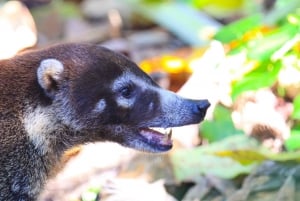 Puntarenas: Corcovado National Park and Sirena Station Tour