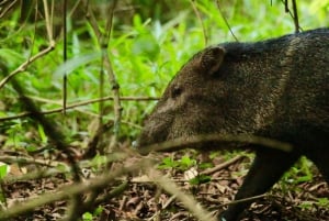 Puntarenas: Corcovado National Park and Sirena Station Tour