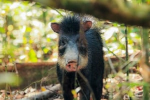 Puntarenas: Corcovado National Park and Sirena Station Tour