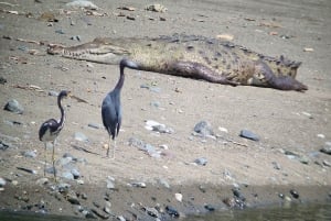 Puerto Jimenez: Corcovado nasjonalpark Sirena dagstur ALT INKLUDERT