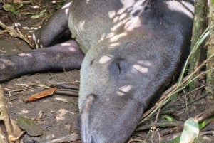 Puerto Jimenez: Corcovado nasjonalpark Sirena dagstur ALT INKLUDERT