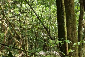 Puerto Jimenez: Corcovado nasjonalpark Sirena dagstur ALT INKLUDERT