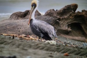 Puerto Jimenez: Corcovado nasjonalpark Sirena dagstur ALT INKLUDERT