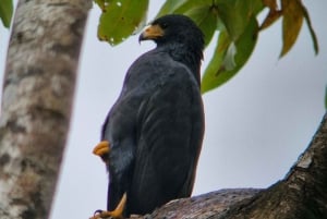 Puerto Jimenez: Corcovado nasjonalpark Sirena dagstur ALT INKLUDERT