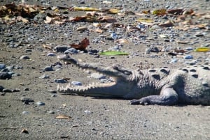 Puerto Jimenez: Corcovado nasjonalpark Sirena dagstur ALT INKLUDERT