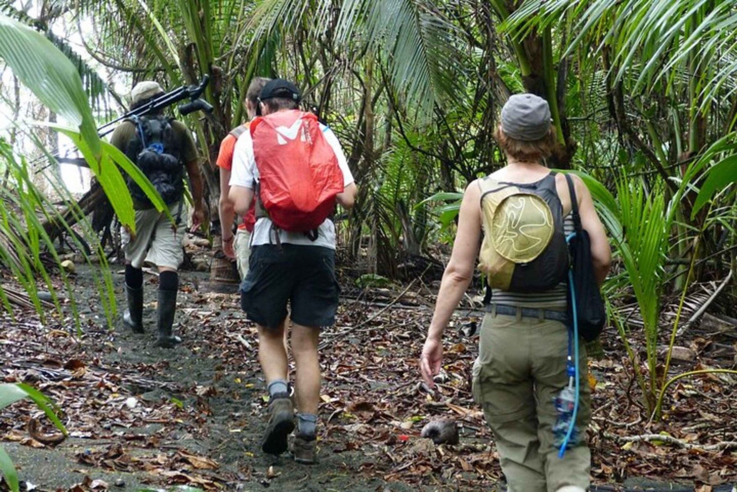 Corcovado : Aventure de nuit à la station Sirena