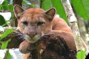 Corcovado: Sirena Station Overnight Adventure