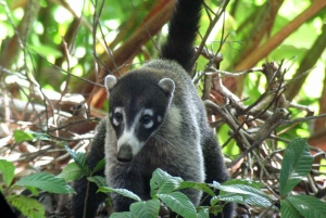 Corcovado: Sirena Station Overnight Adventure