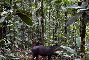 Corcovado Sunrise Tour med Los Planes Ranger Station