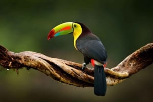 Costa Rica: Fugleobservation med en professionel.