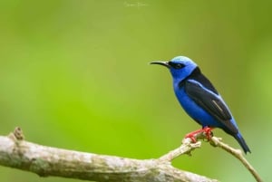 Costa Rica: Fugleobservation med en professionel.