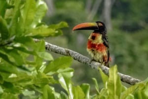 Costa Rica: Fugleobservation med en professionel.