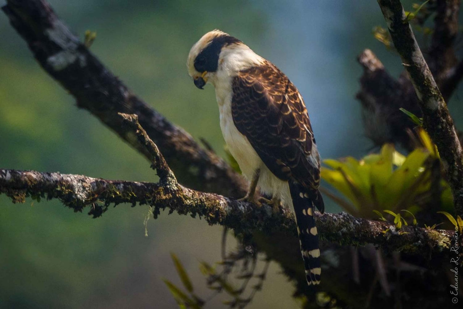 Kostaryka: obserwacja ptaków z przewodnikiem i sprzętem