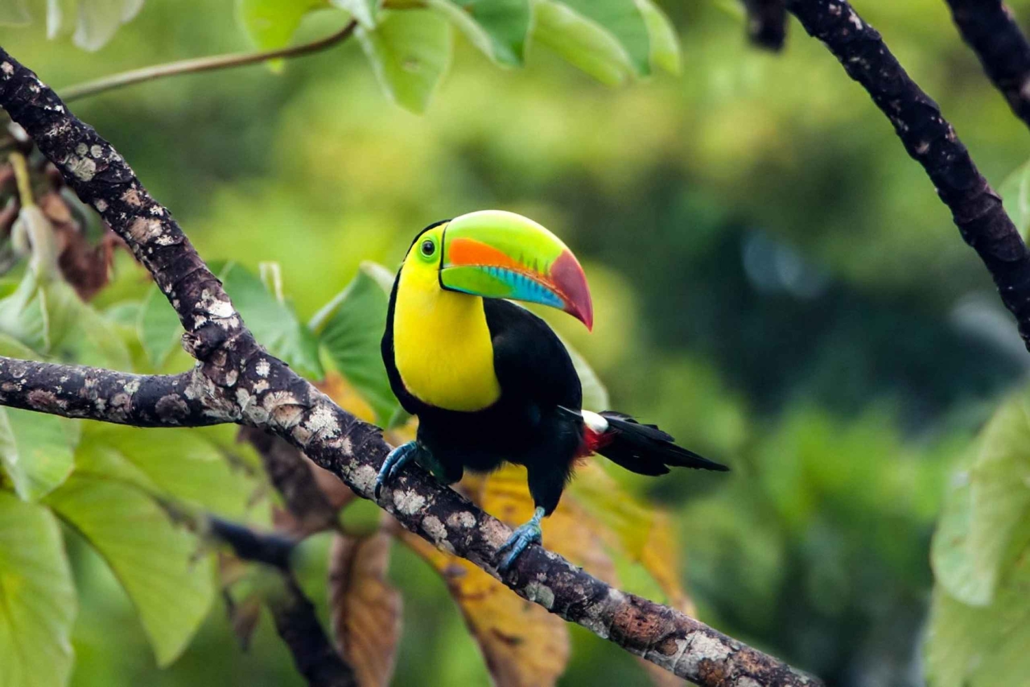 Kostaryka: obserwacja ptaków z przewodnikiem i sprzętem