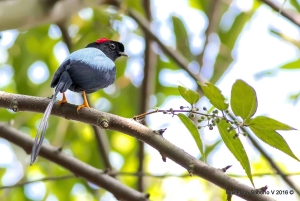 Kostaryka: obserwacja ptaków z przewodnikiem i sprzętem