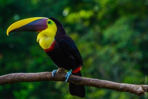 Kostaryka: obserwacja ptaków z przewodnikiem i sprzętem