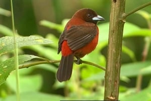 Kostaryka: obserwacja ptaków z przewodnikiem i sprzętem