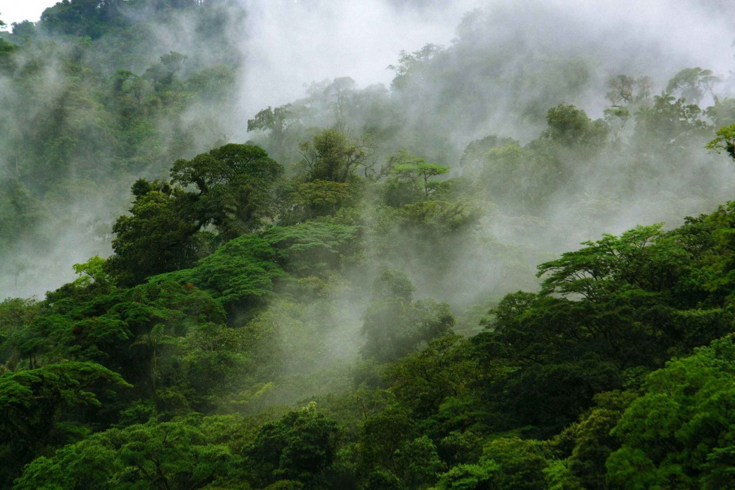 Costa Rica : Expédition dans la forêt tropicale éternelle pour les enfants