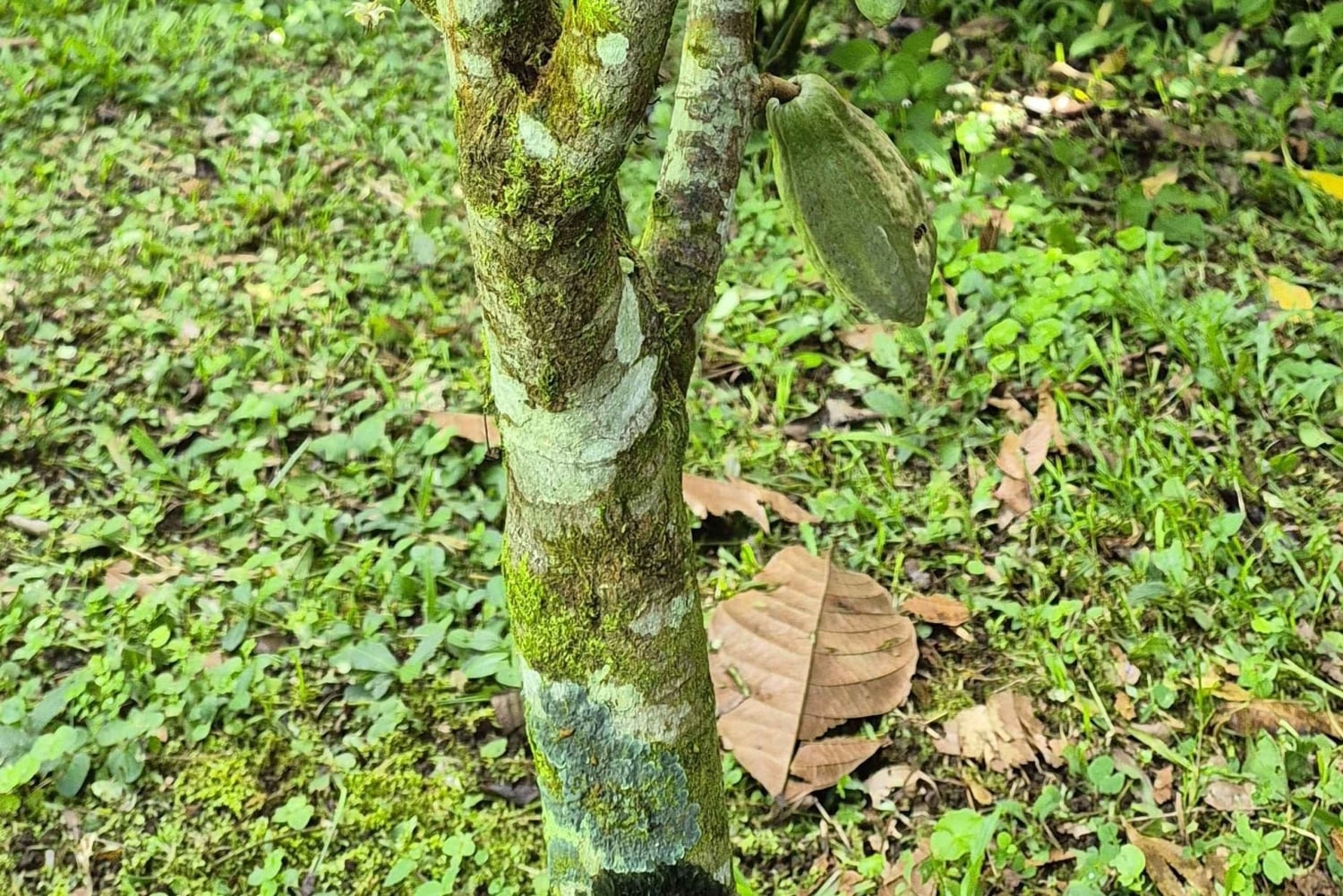 Costa Rica: Chocolate Tour