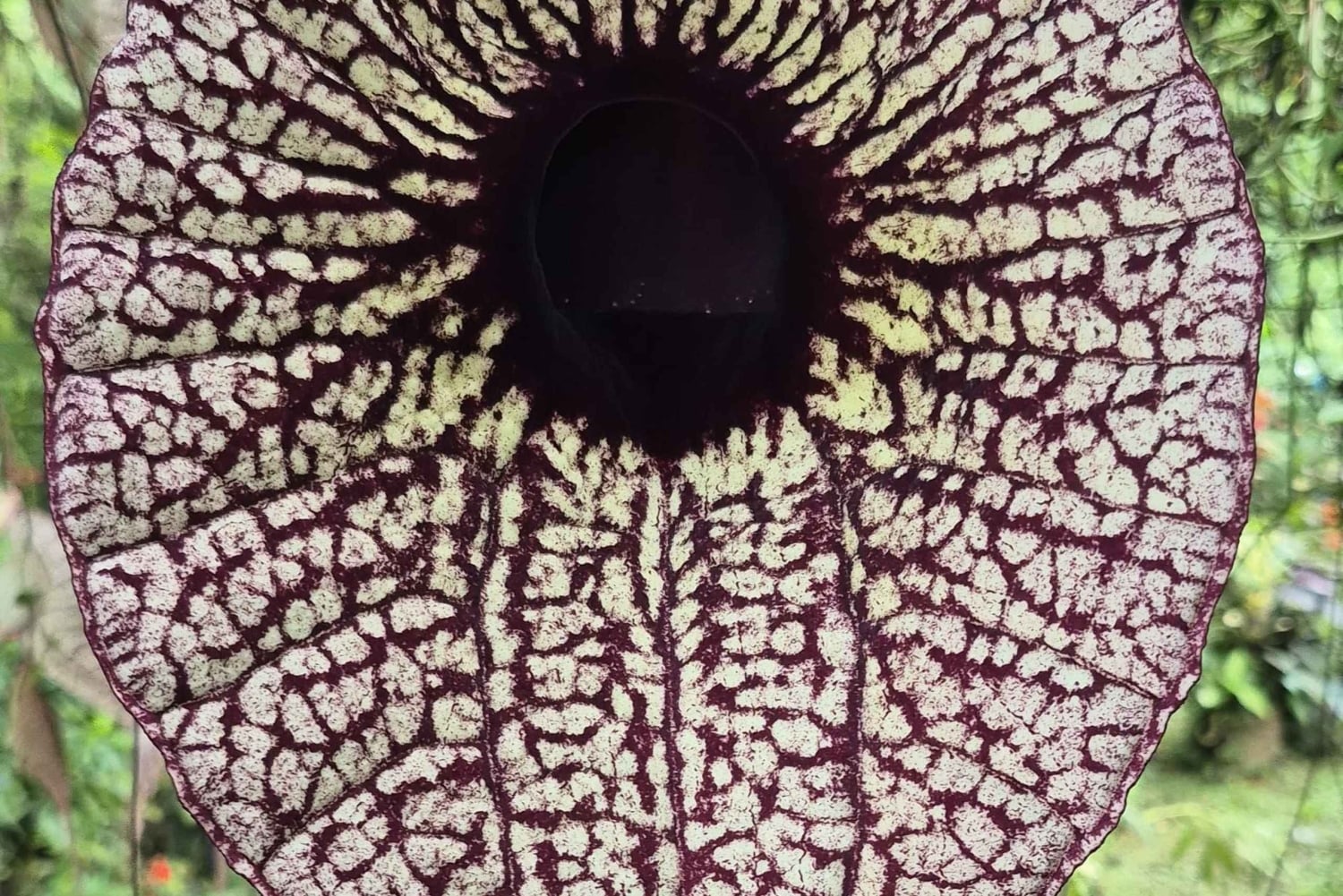 Costa Rica: Chocolate Tour