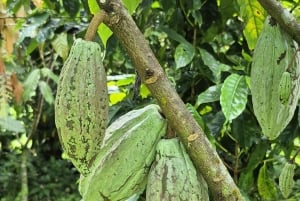 Costa Rica: Chocolate Tour