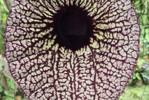 Costa Rica: Chocolate Tour