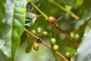 Kostaryka: Wycieczka po plantacji kawy z degustacją kawy