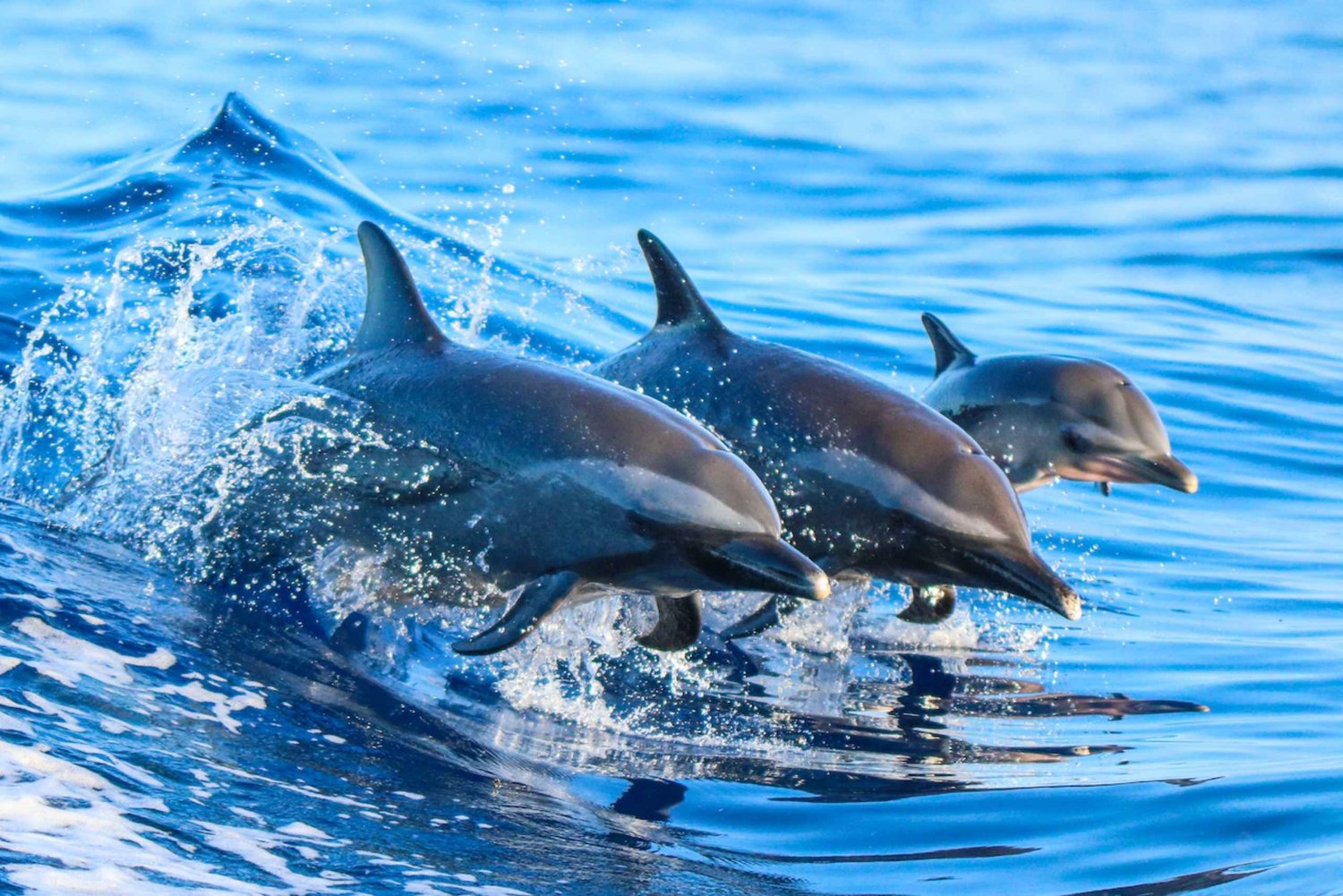 Costa Rica: Dolphin Watching & Snorkelling Private Charter