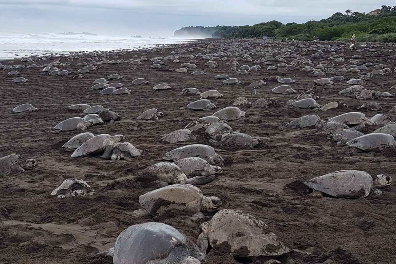 Costa Rica: Honderdduizenden Olive Ridley-zeeschildpadden