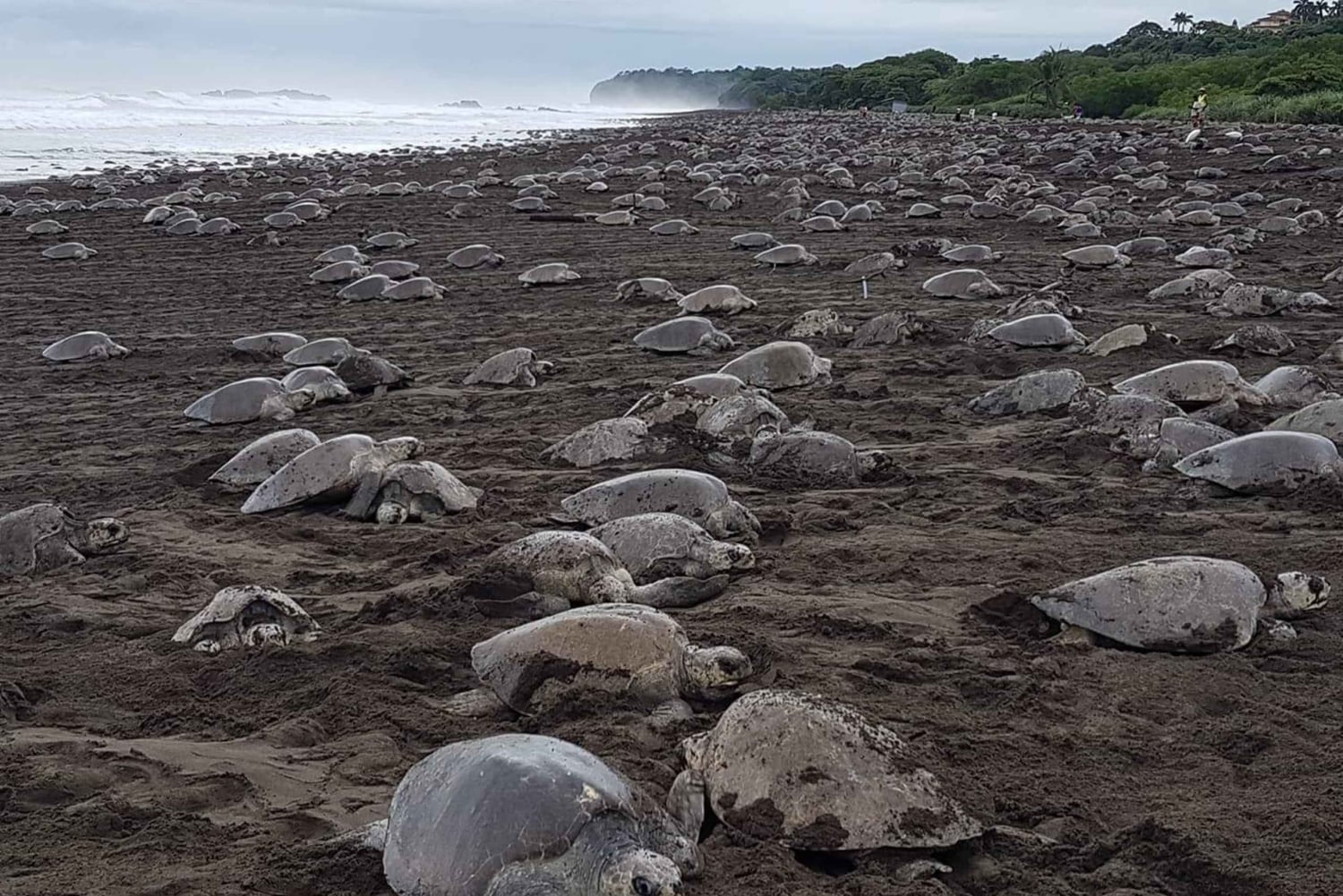 Costa Rica: Hundreds of thousands Olive Ridley Sea Turtles