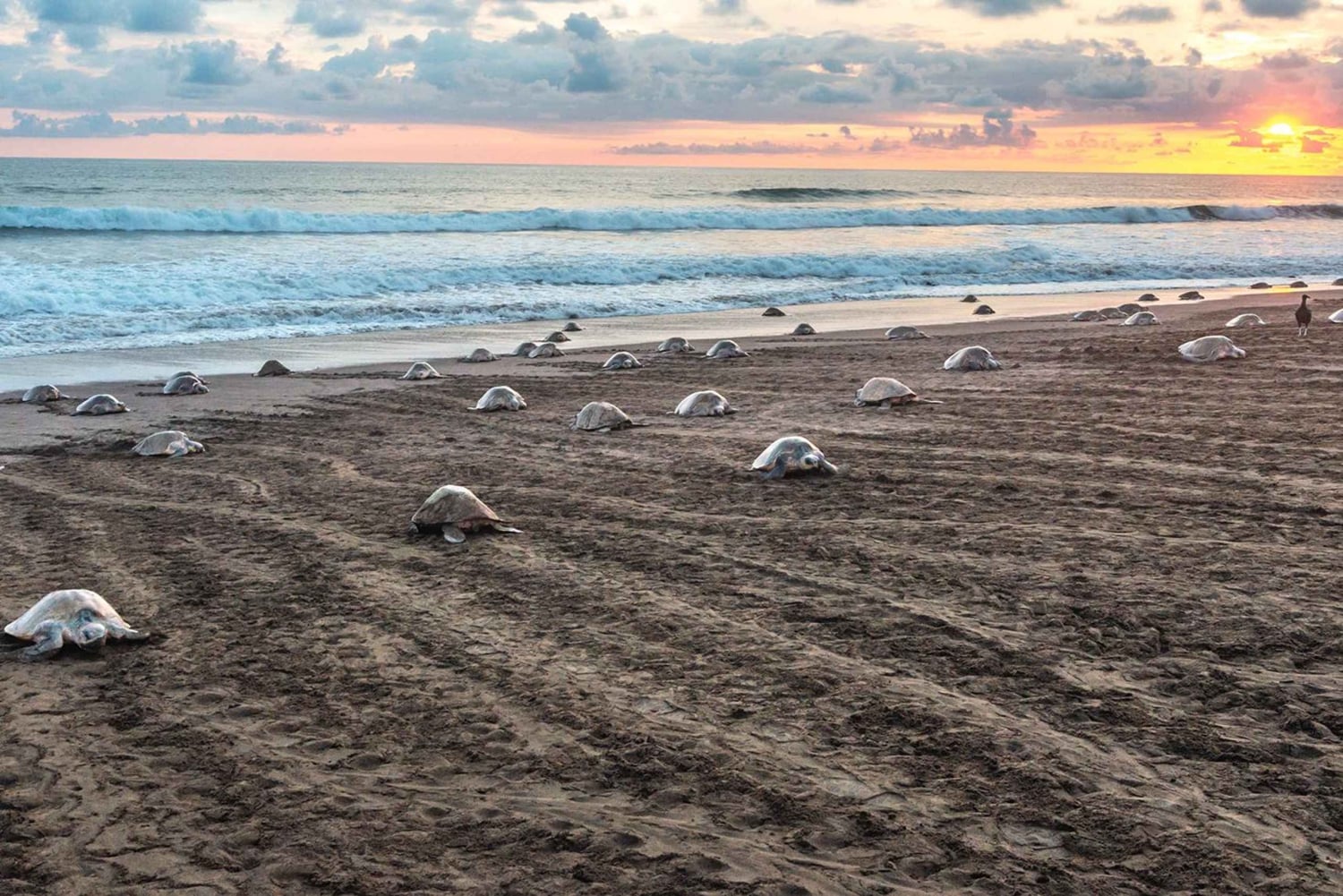 Costa Rica: Hundreds of thousands Olive Ridley Sea Turtles