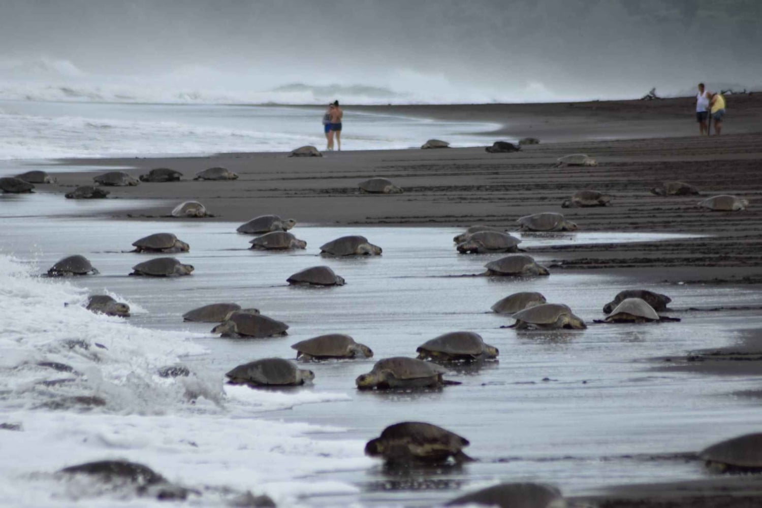 Costa Rica: Hundreds of thousands Olive Ridley Sea Turtles