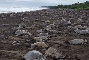 Costa Rica : Des centaines de milliers de tortues de mer olivâtres
