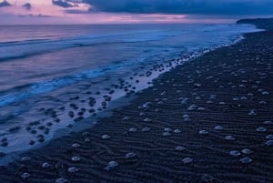 Costa Rica : Des centaines de milliers de tortues de mer olivâtres
