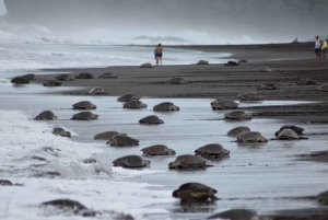 Costa Rica : Des centaines de milliers de tortues de mer olivâtres