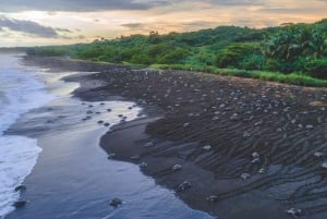 Costa Rica : Des centaines de milliers de tortues de mer olivâtres