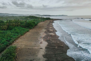 Costa Rica : Des centaines de milliers de tortues de mer olivâtres