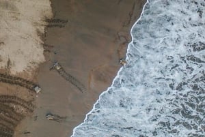 Costa Rica : Des centaines de milliers de tortues de mer olivâtres
