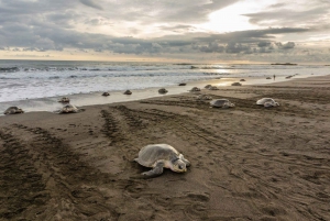 Costa Rica : Des centaines de milliers de tortues de mer olivâtres