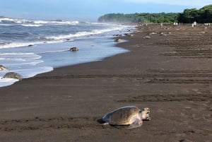 Costa Rica : Des centaines de milliers de tortues de mer olivâtres
