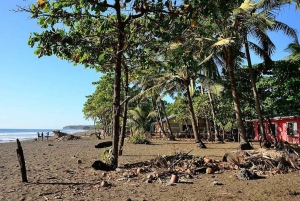 Costa Rica : Des centaines de milliers de tortues de mer olivâtres