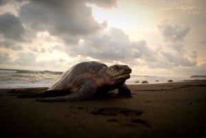 Costa Rica : Des centaines de milliers de tortues de mer olivâtres