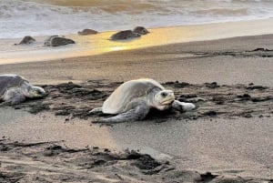 Costa Rica : Des centaines de milliers de tortues de mer olivâtres