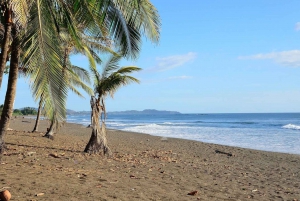 Costa Rica : Des centaines de milliers de tortues de mer olivâtres