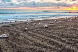Costa Rica: Hundreds of thousands Olive Ridley Sea Turtles